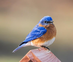 Our Bluebird boxes are all occupied!