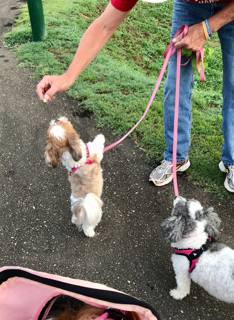 I MISS CHLOE & LACEY!
