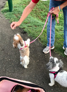 I MISS CHLOE & LACEY!