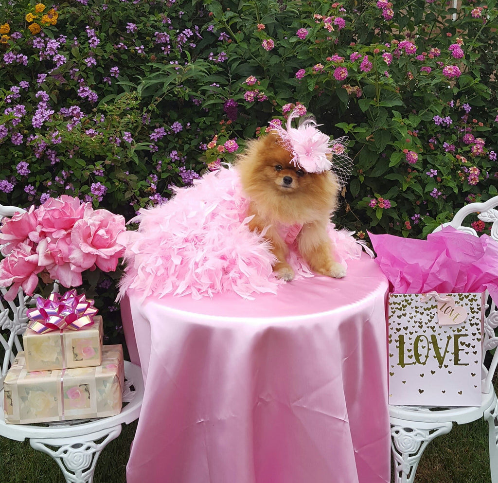 Tea Party this afternoon!