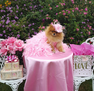 Tea Party this afternoon!