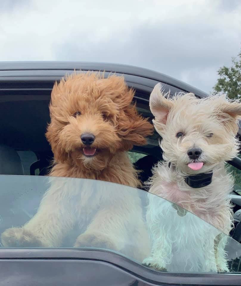 Meet Theodore and Raleigh