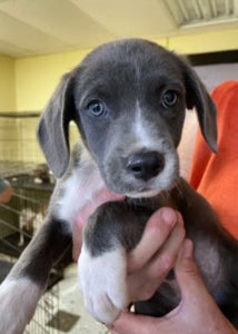 Doggie Rescue Flight Tomorrow!