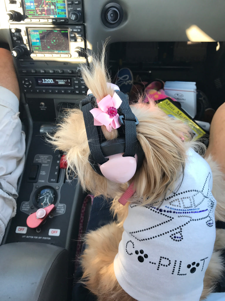 Big Doggie Rescue Flight on Friday!