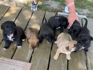 Flying Rescue Pups this weekend!