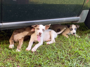 Pilots N Paws Rescue Flight Today!!!