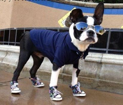 Cute sneakers have arrived!