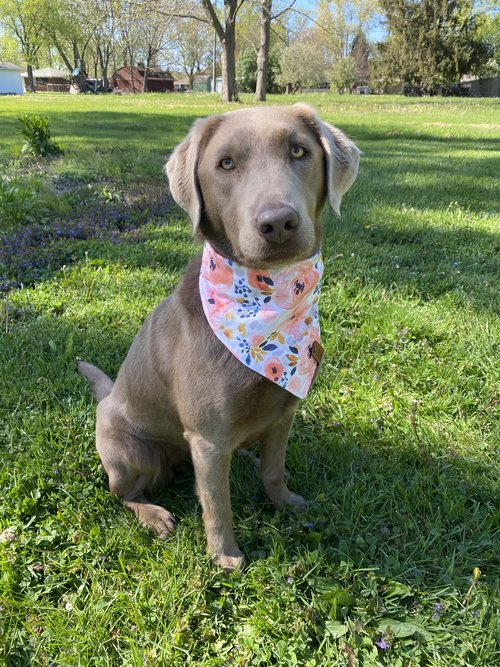 Cirrus loves his snap on bandana!