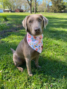 Cirrus loves his snap on bandana!