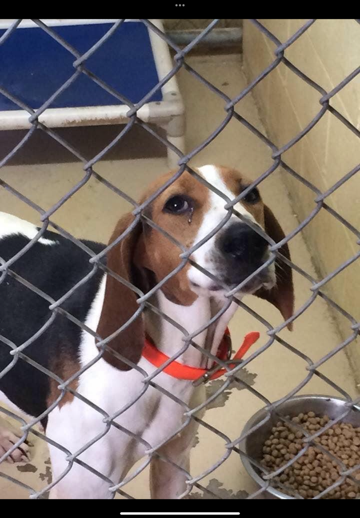 Check out our new rescue/nonprofit website!