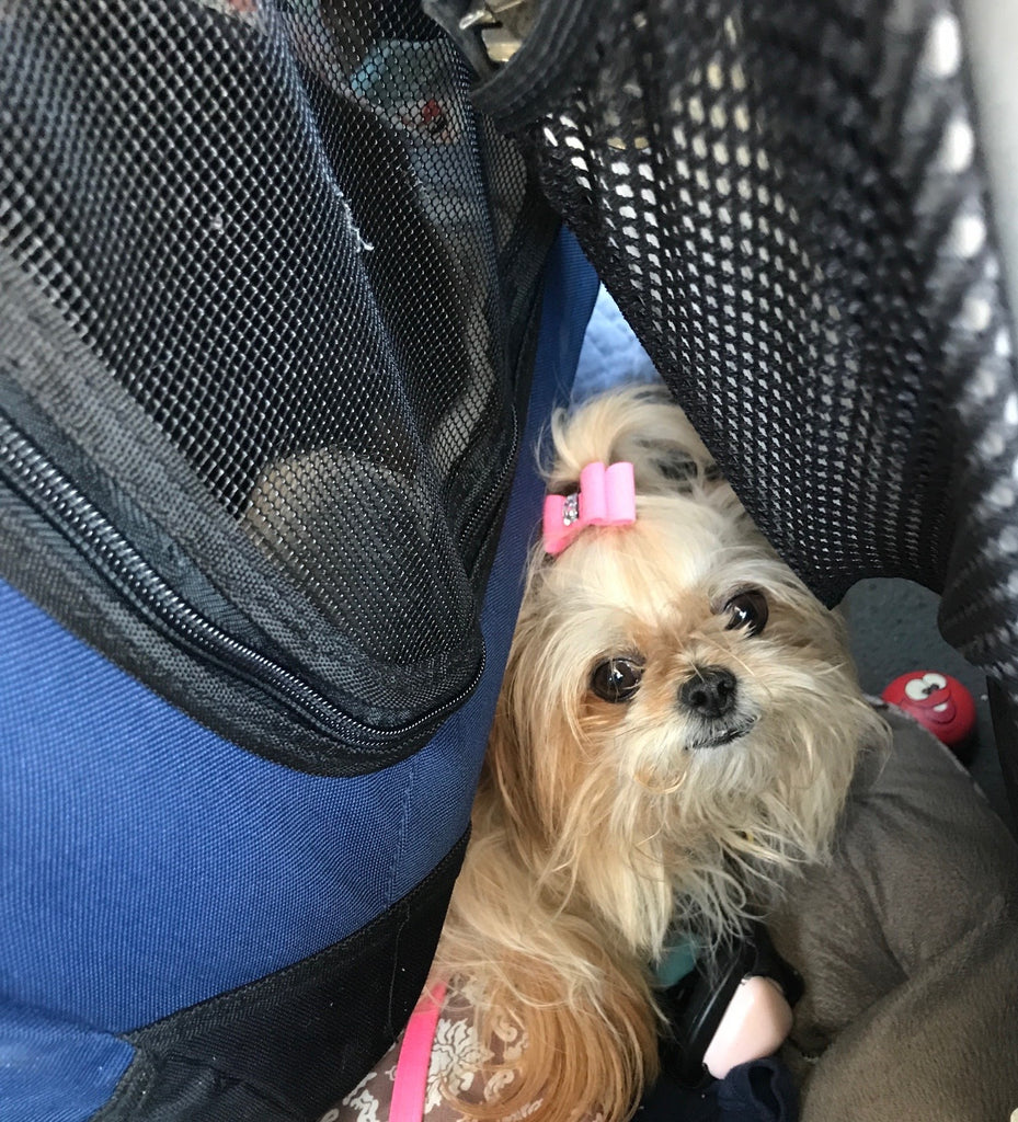 Doggie Freedom Flight in Progress