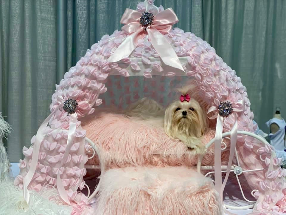Check out this CARRIAGE!