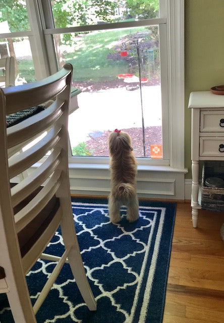 Guard Dog!
