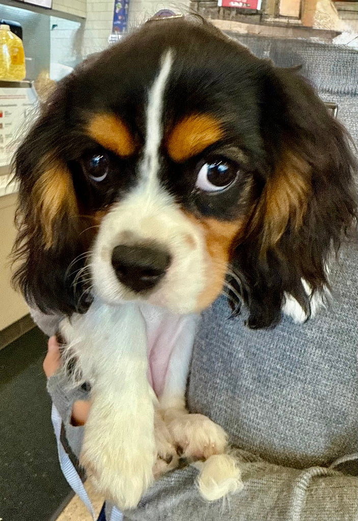 Cute Little Pup!❤️