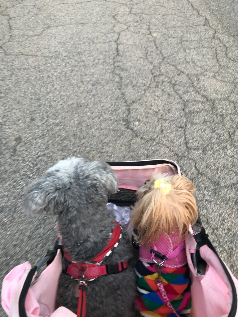 Scarlett & I miss Macey!!!