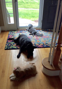 Macey, Scarlett and I are wiped out!