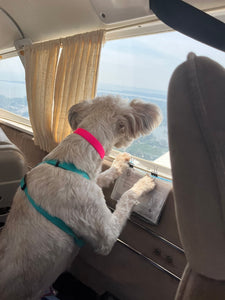 From Great Dane to Tiny Pearl — 16 Rescues Take Flight”