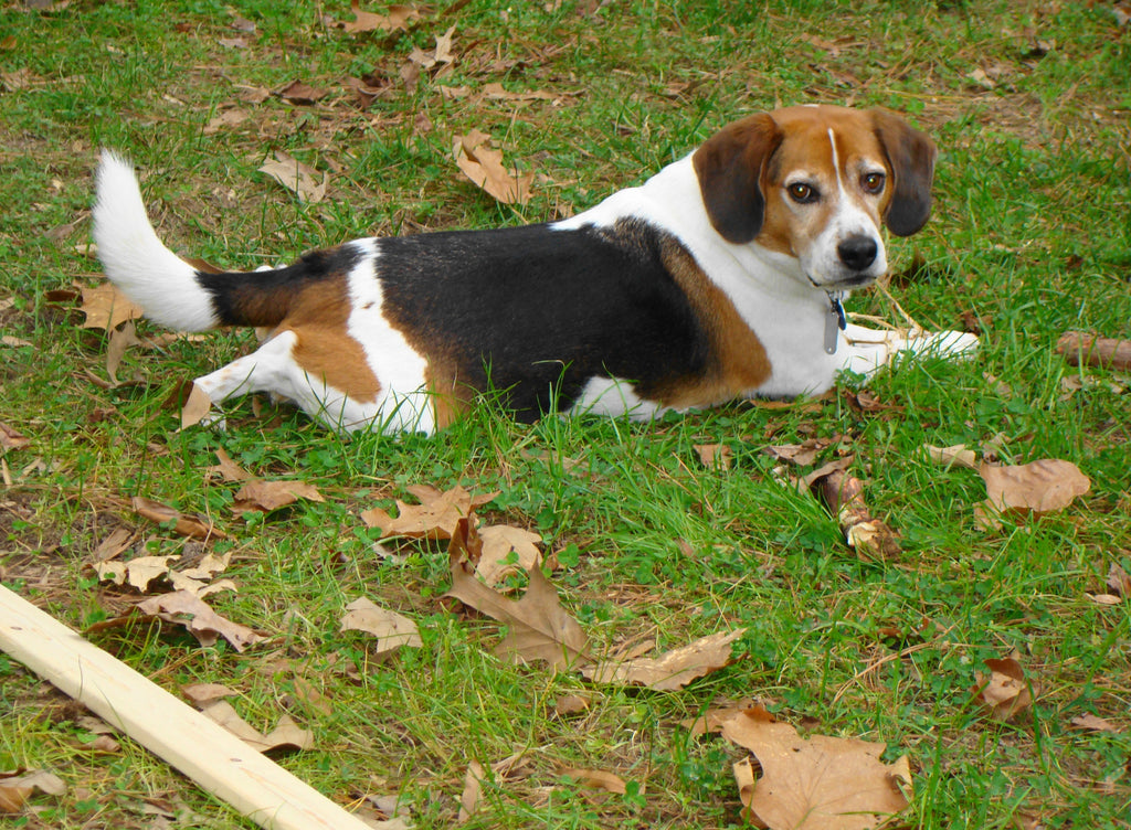 Today is Piper's Birthday!