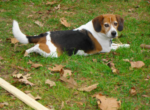 Today is Piper's Birthday!