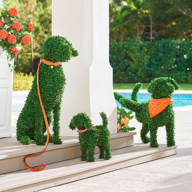 Boxwood pups!!!