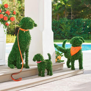 Boxwood pups!!!