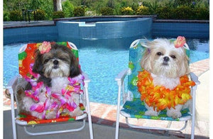 Diva time!