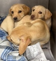 My Official Pre- Flight Report:The Georgia Six!🐾