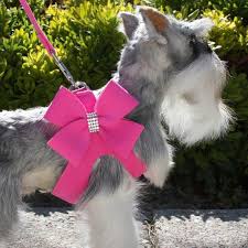 Don't you just love this hot pink ultra suede harness by Susan Lanci?