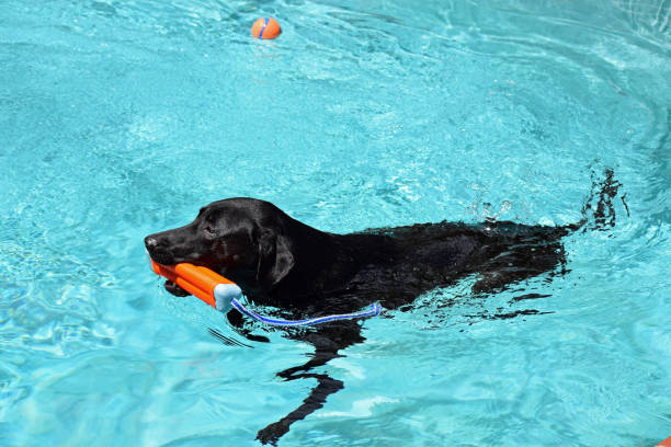 Scarlett loves to swim!!!