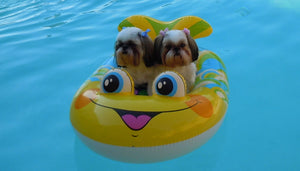 Now this is what you call two cute Shihtzu's!!!!