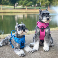 Venture Paw Pull Control Dog Harness Blue