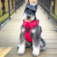 The Venture Paw Pull Crimson Red