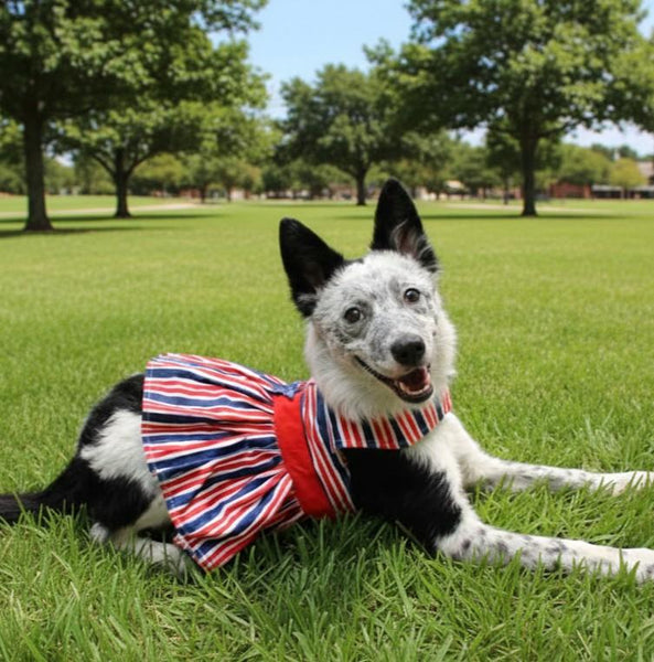 Patriotic Dog Dress with Matching Leash Gate Nine Boutique Patriotic Dog Dress with Matching Leash Gate Nine Boutique