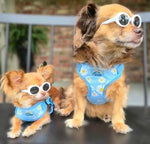 Wrap & Snap Choke Free Dog Harness - Blue Daisy