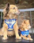 Wrap & Snap Choke Free Dog Harness - Catching Waves
