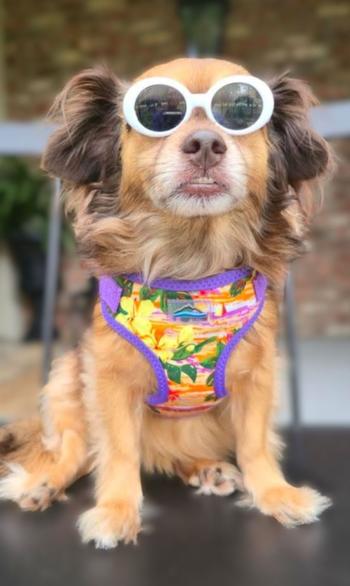 Wrap & Snap Choke Free Harness - Sunset Hibiscus