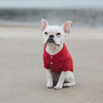 Solid Red Dog Polo